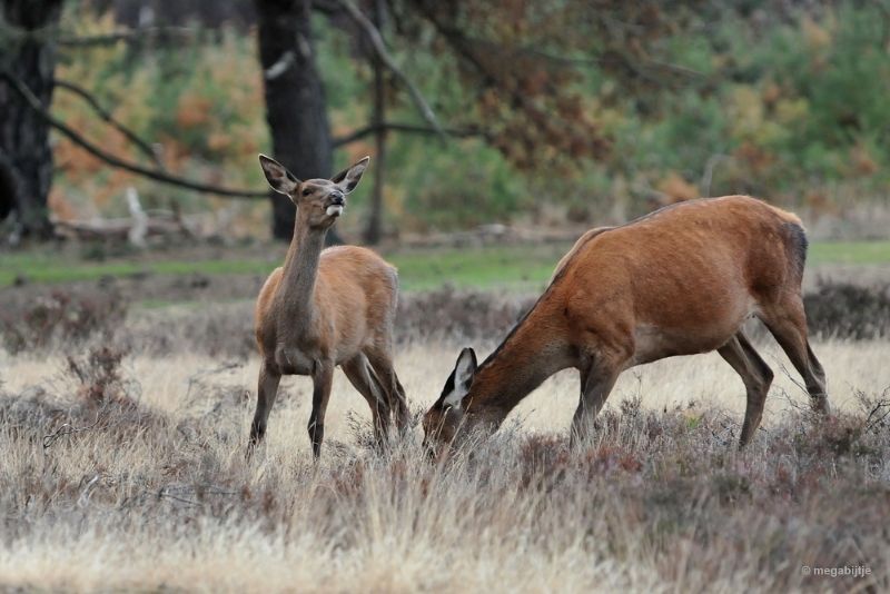 bdaDSC_1360.JPG - De Veluwe