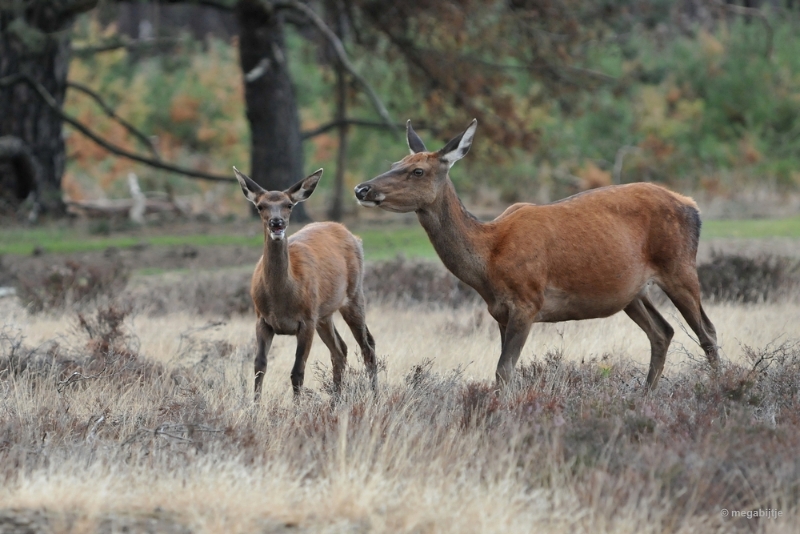 bdaDSC_1364.JPG - De Veluwe