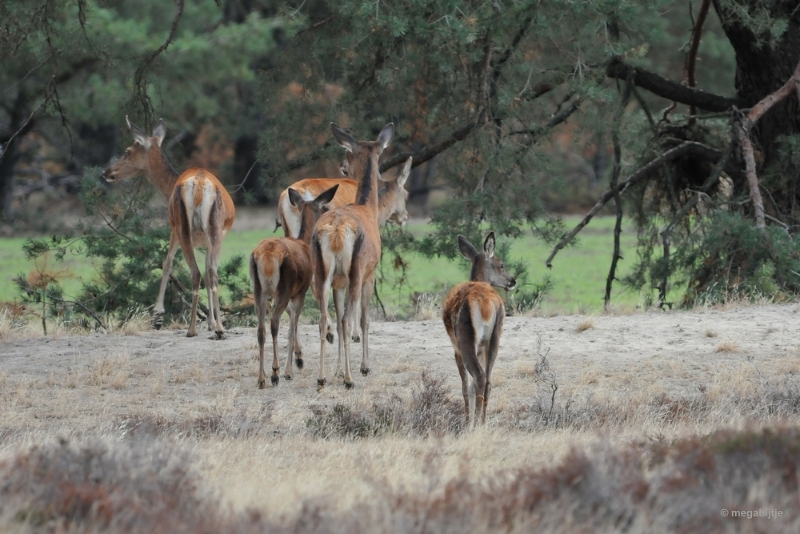 bdaDSC_1371.JPG - De Veluwe