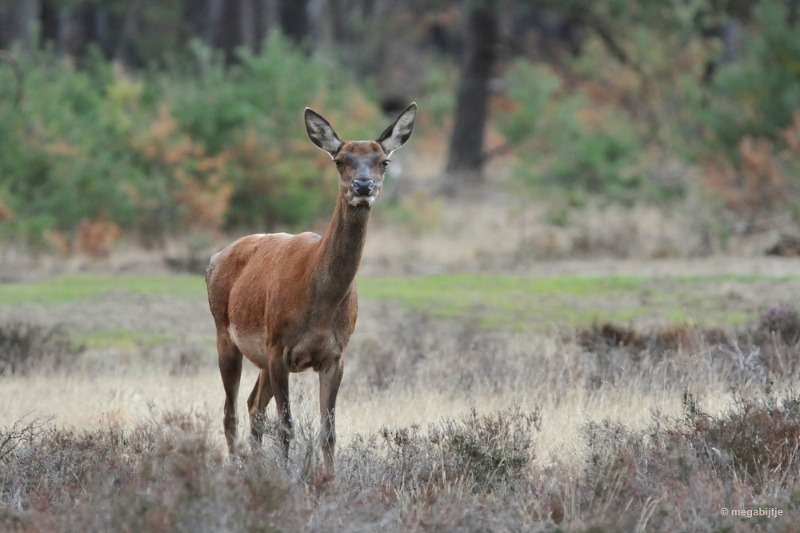 bdaDSC_1381.JPG - De Veluwe