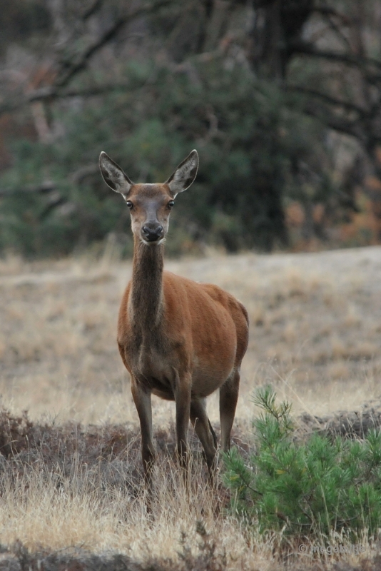 bdaDSC_1397.JPG - De Veluwe