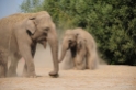 Dierenrijk juli 2018