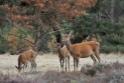 Nationaal park de hoge Veluwe 2018