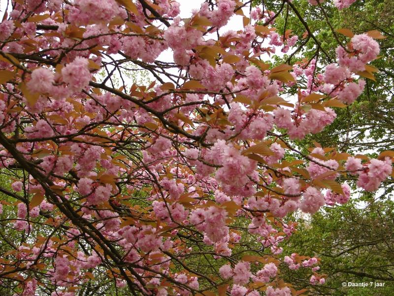 bdDSC00394.JPG - Foto's Daantje 7 jaar in Japanse tuin Hasselt 2019