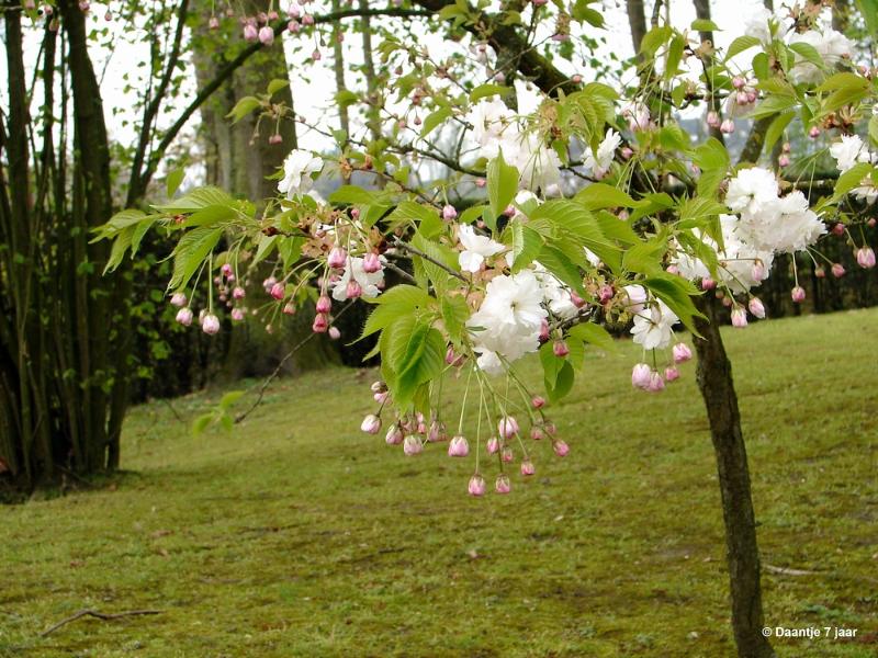 bdDSC00410.JPG - Foto's Daantje 7 jaar in Japanse tuin Hasselt 2019