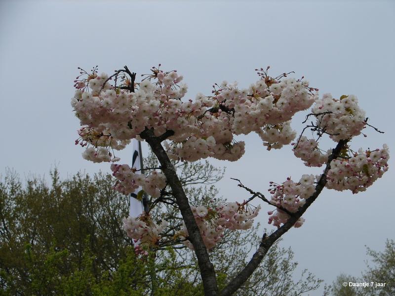 bdDSC00411.JPG - Foto's Daantje 7 jaar in Japanse tuin Hasselt 2019