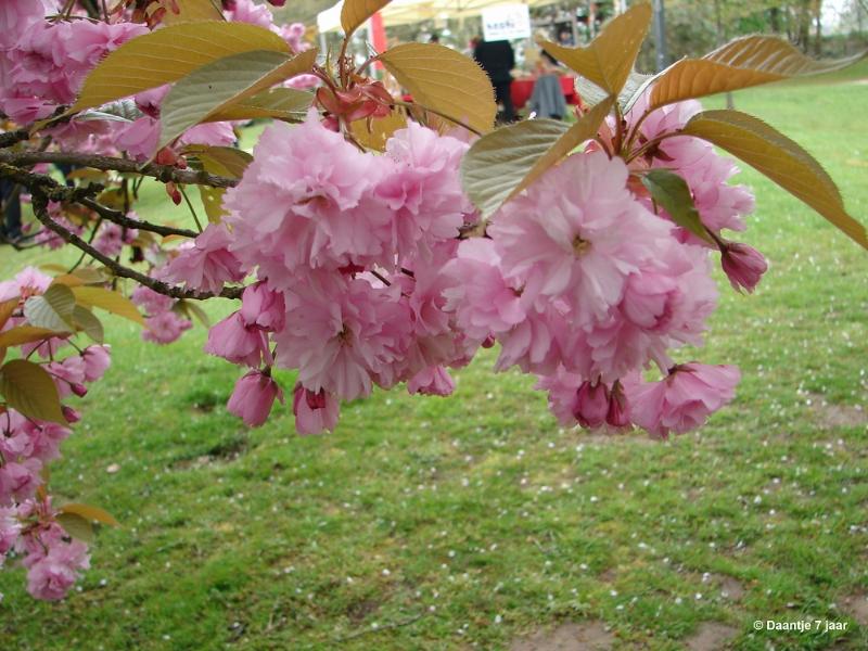 bdDSC00445.JPG - Foto's Daantje 7 jaar in Japanse tuin Hasselt 2019