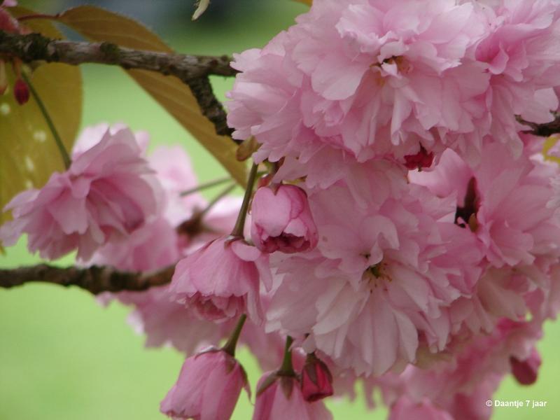 bdDSC00446.JPG - Foto's Daantje 7 jaar in Japanse tuin Hasselt 2019