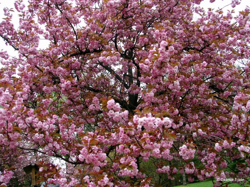 bdDSC00461.JPG - Foto's Daantje 7 jaar in Japanse tuin Hasselt 2019