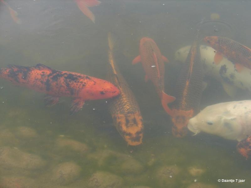 bdDSC00479.JPG - Foto's Daantje 7 jaar in Japanse tuin Hasselt 2019