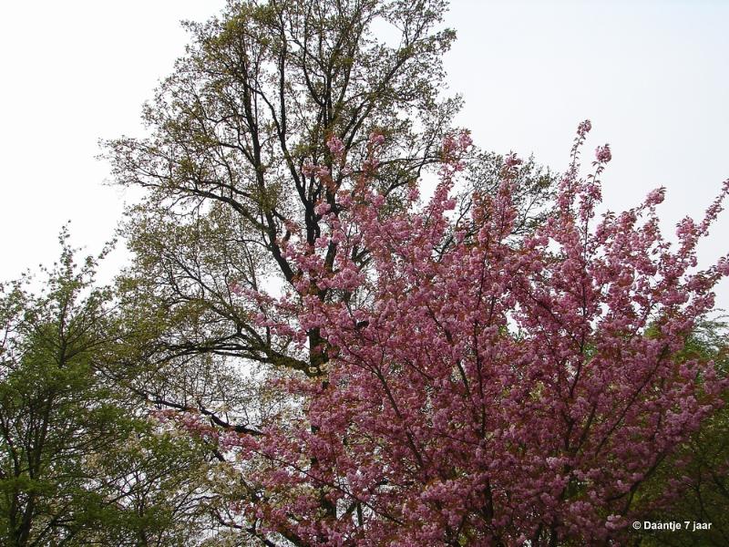 bdDSC00499.JPG - Foto's Daantje 7 jaar in Japanse tuin Hasselt 2019