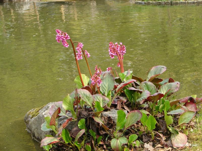 bdDSC00512.JPG - Foto's Daantje 7 jaar in Japanse tuin Hasselt 2019