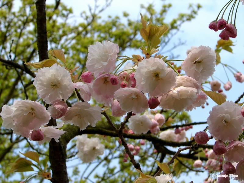 bdDSC00518.JPG - Foto's Daantje 7 jaar in Japanse tuin Hasselt 2019