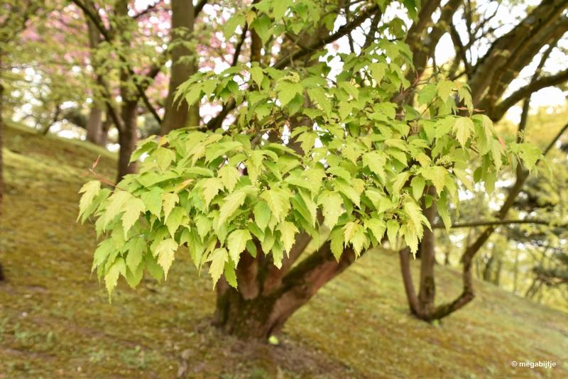bdaDSC_5819.JPG - Japanse tuin Hasselt 2019