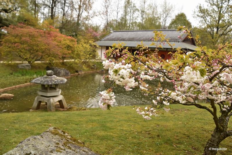 bdaDSC_5822.JPG - Japanse tuin Hasselt 2019