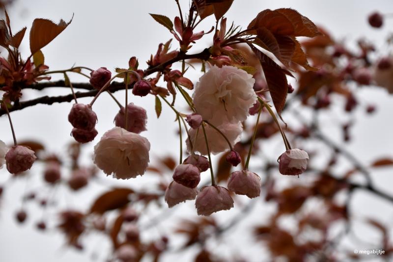 bdaDSC_5824.JPG - Japanse tuin Hasselt 2019