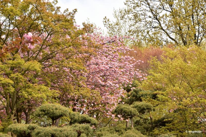 bdaDSC_5964.JPG - Japanse tuin Hasselt 2019