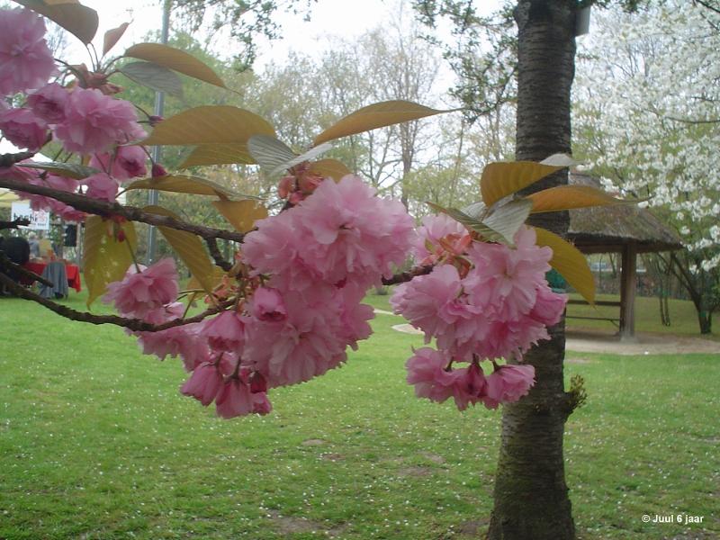 bdaDSC00155.JPG - Foto's Juul 6 jaar in Japanse tuin Hasselt 2019