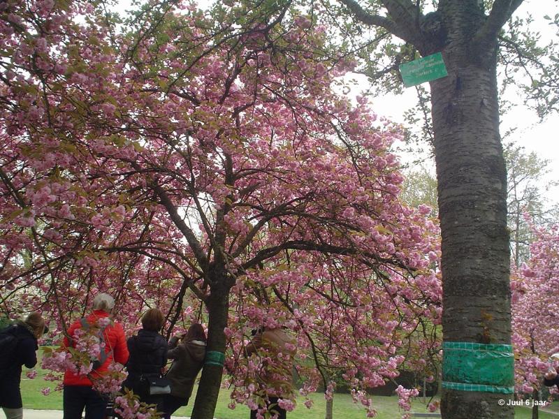 bdaDSC00157.JPG - Foto's Juul 6 jaar in Japanse tuin Hasselt 2019