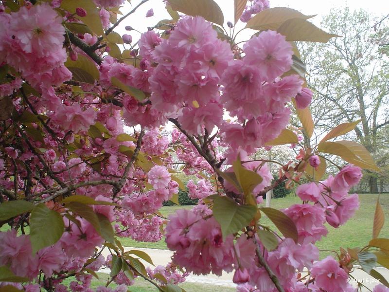 bdaDSC00158.JPG - Foto's Juul 6 jaar in Japanse tuin Hasselt 2019