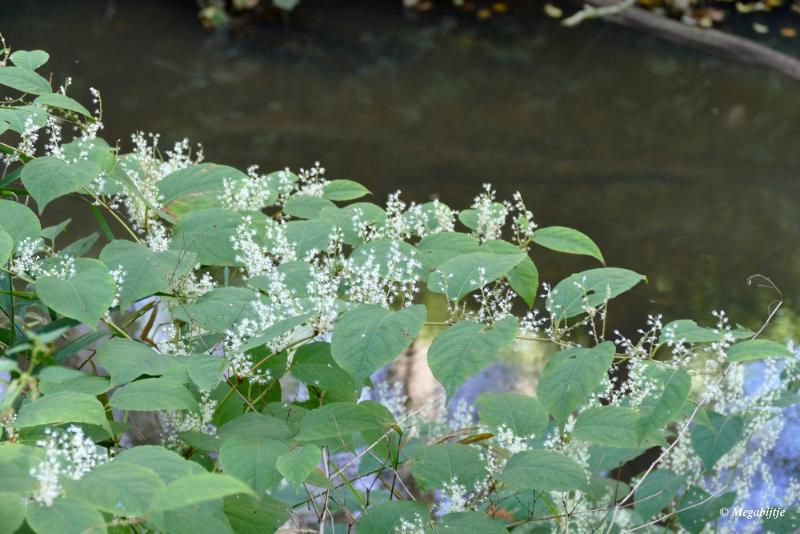 bdP1350416.JPG - Leudal 2019