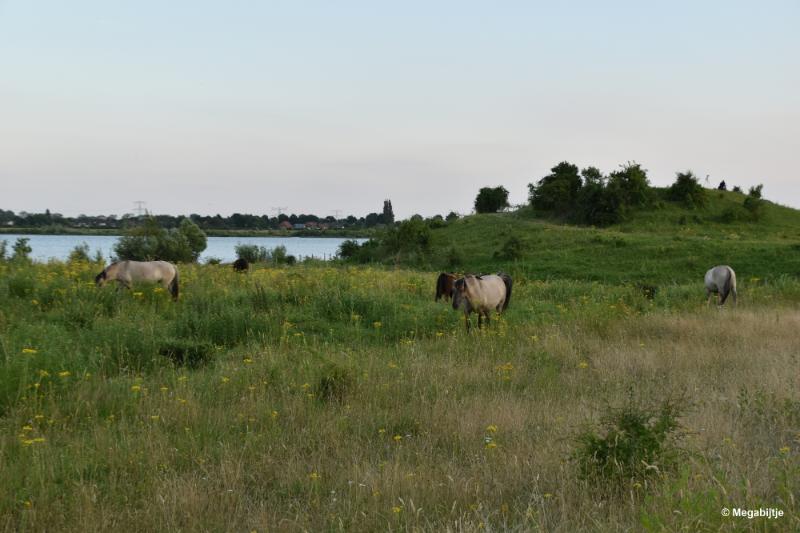 bdDSC_0031.JPG - Molenplas maasvallei 2019