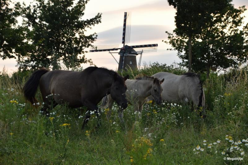 bdDSC_0034.JPG - Molenplas maasvallei 2019