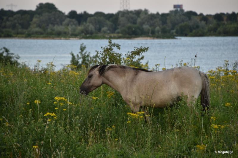 bdDSC_0042.JPG - Molenplas maasvallei 2019