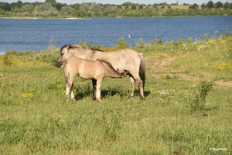 bdDSC_9804.JPG - Molenplas maasvallei 2019