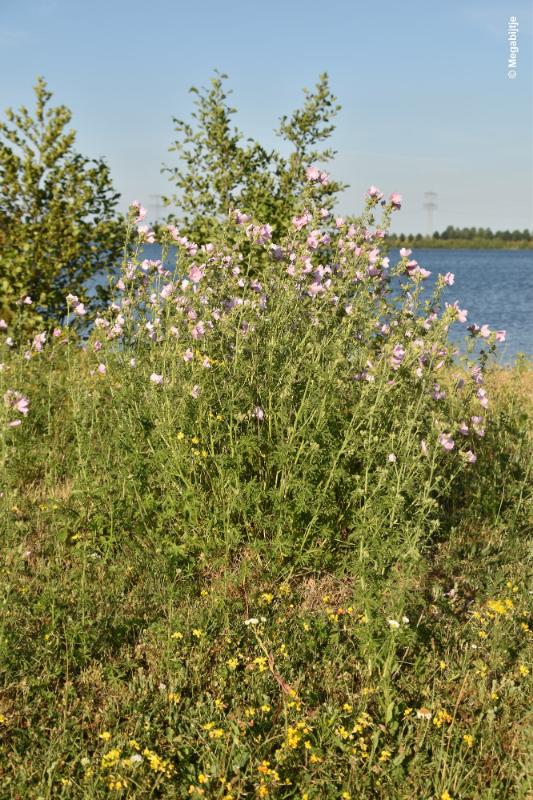 bdDSC_9862.JPG - Molenplas maasvallei 2019