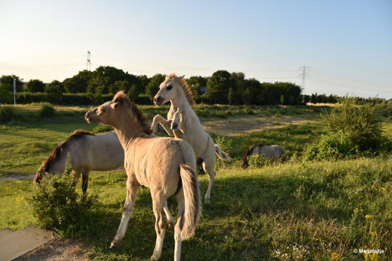 bdDSC_9947.JPG - Molenplas maasvallei 2019