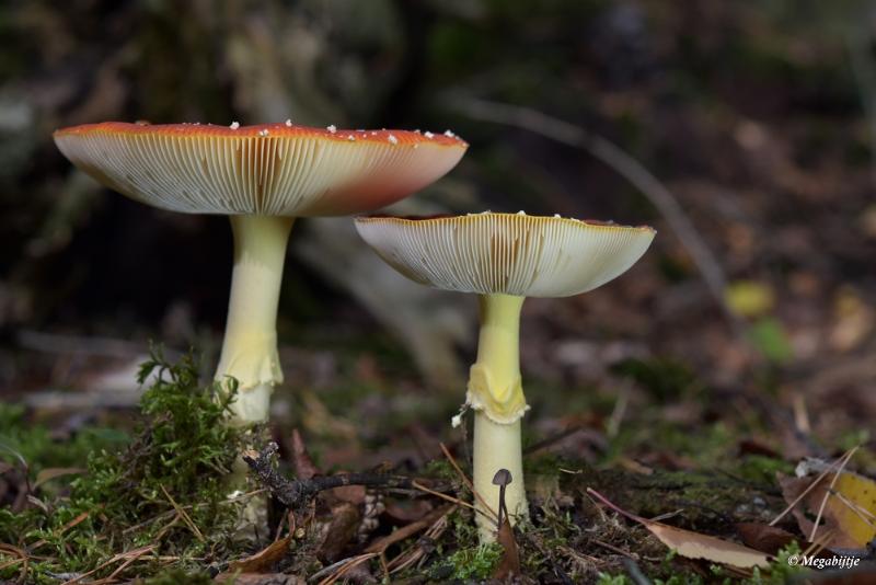 bdDSC_4863.JPG - Munnischbos 2019