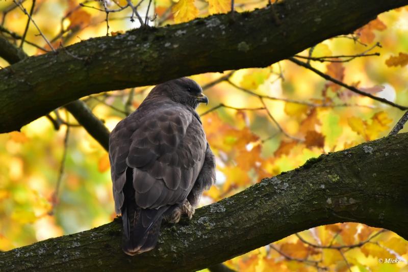 bdaDSC_7198.JPG - Buizerd op de uitkijk