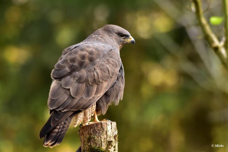 bdaDSC_7710.JPG - Buizerd