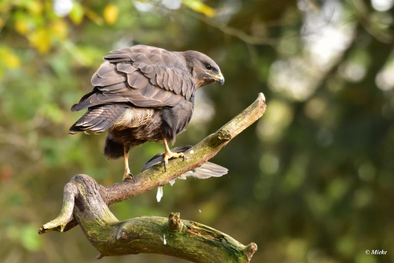 bdaDSC_7721.JPG - Buizerd