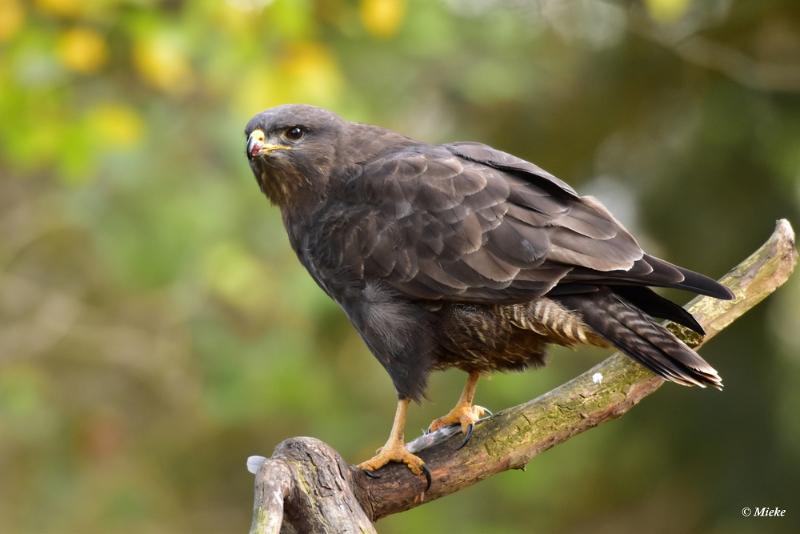 bdaDSC_7823.JPG - Buizerd