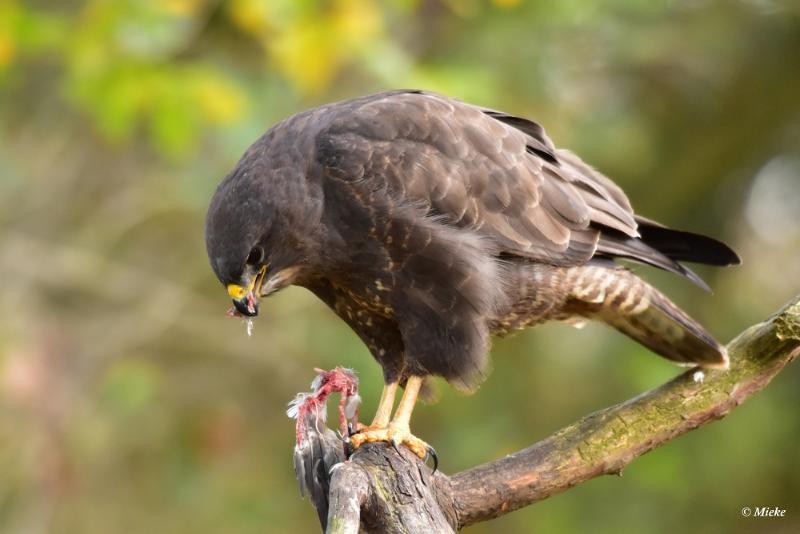 bdaDSC_7866.JPG - Buizerd met prooi