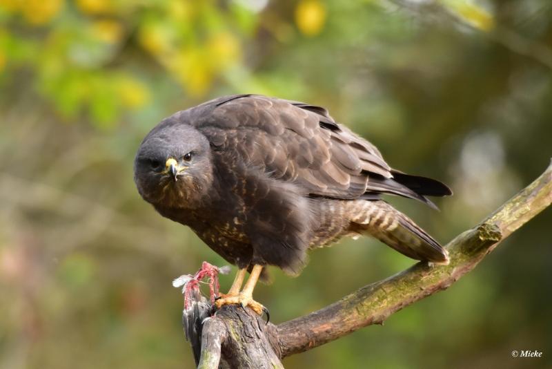 bdaDSC_7871.JPG - Buizerd met prooi