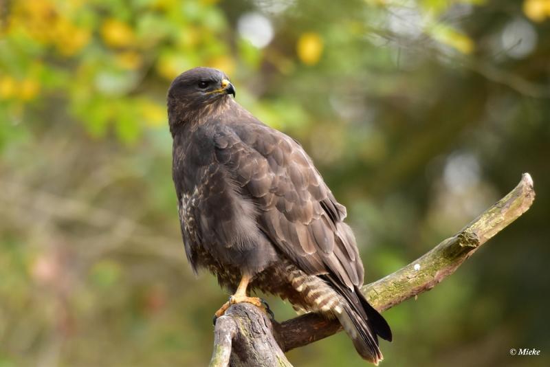 bdaDSC_7935.JPG - Buizerd