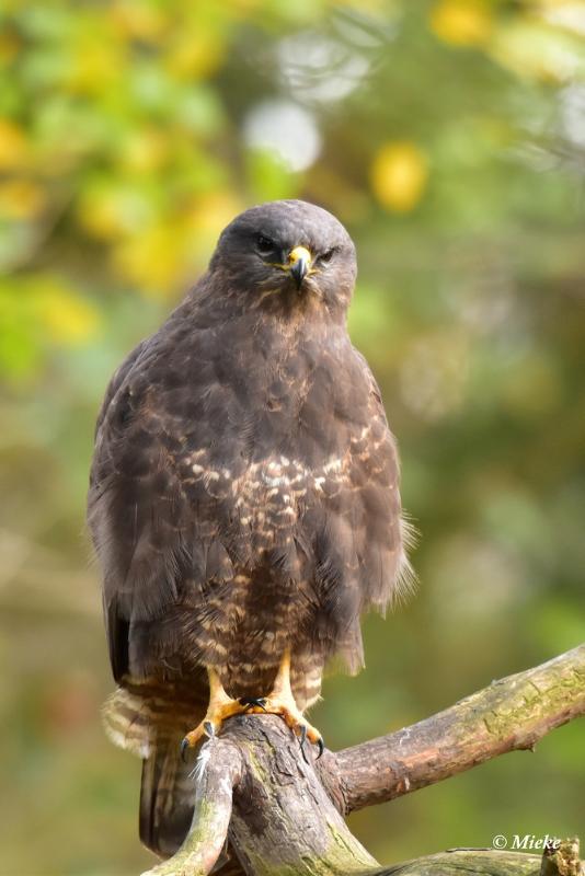 bdaDSC_7974.JPG - Buizerd