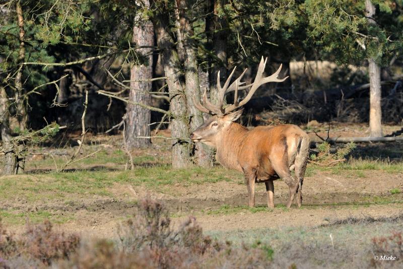 bdaDSC_9193.JPG - Veluwe 2019