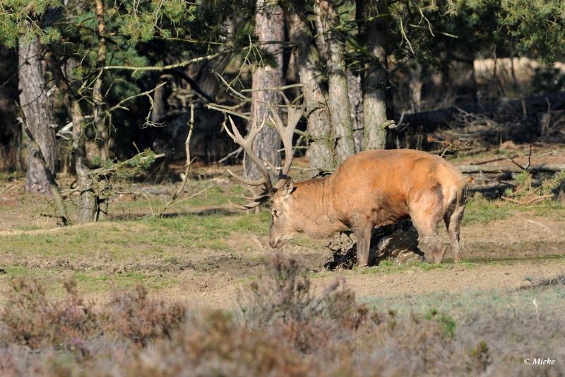 bdaDSC_9197.JPG - Veluwe 2019