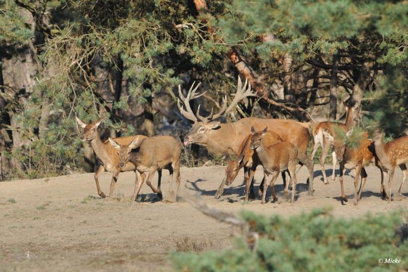 bdaDSC_9277.JPG - Veluwe 2019