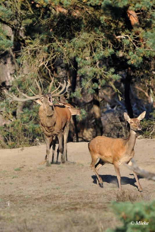 bdaDSC_9282.JPG - Veluwe 2019