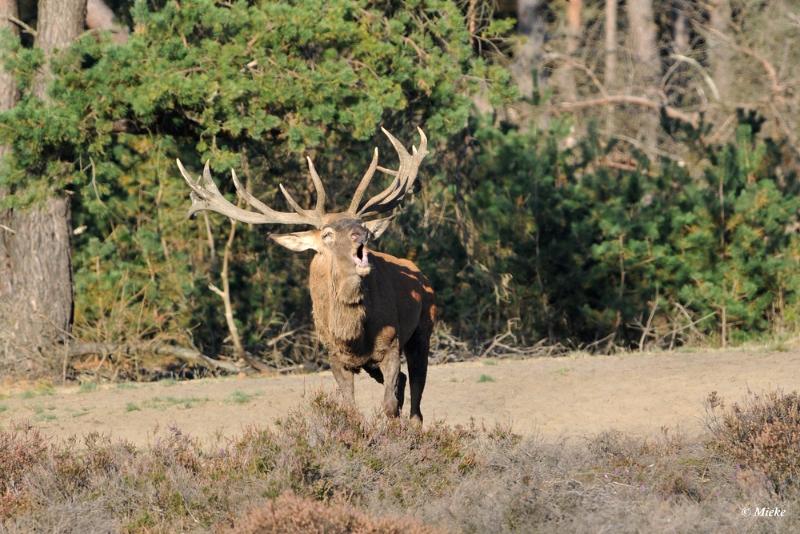 bdaDSC_9311.JPG - Veluwe 2019