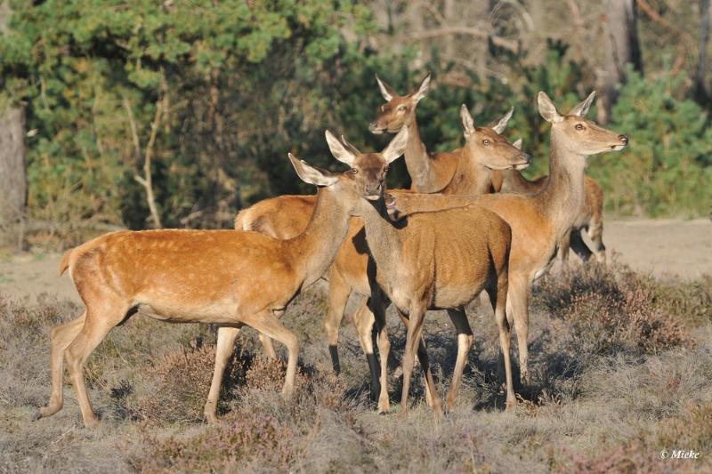 bdaDSC_9320.JPG - Veluwe 2019