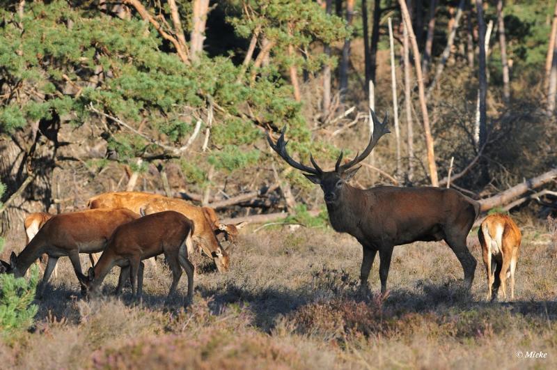 bdaDSC_9360.JPG - Veluwe 2019