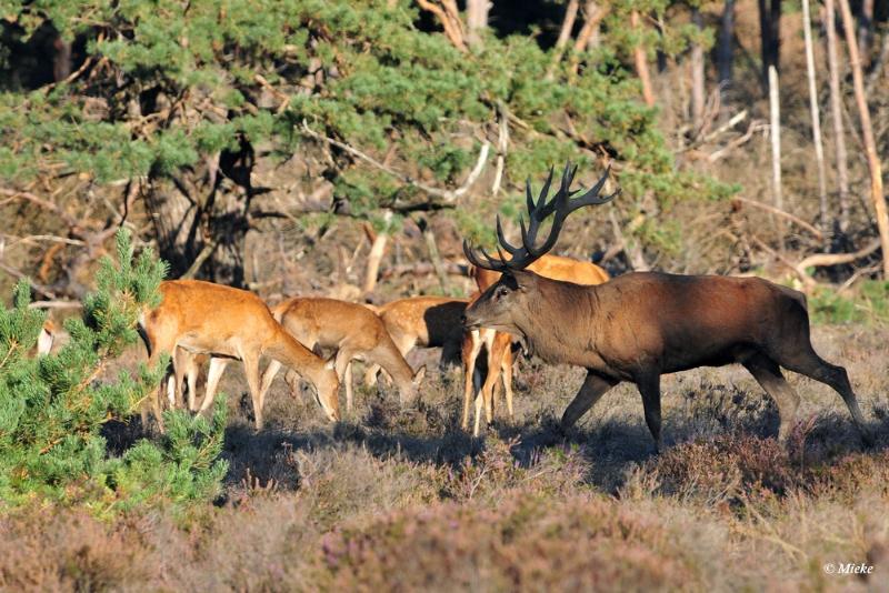 bdaDSC_9365.JPG - Veluwe 2019