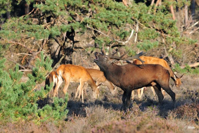 bdaDSC_9370.JPG - Veluwe 2019