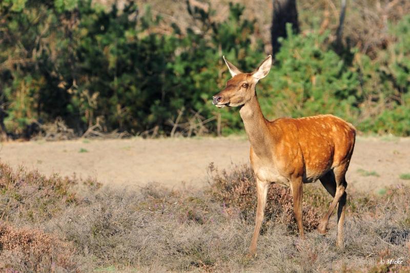 bdaDSC_9381.JPG - Veluwe 2019